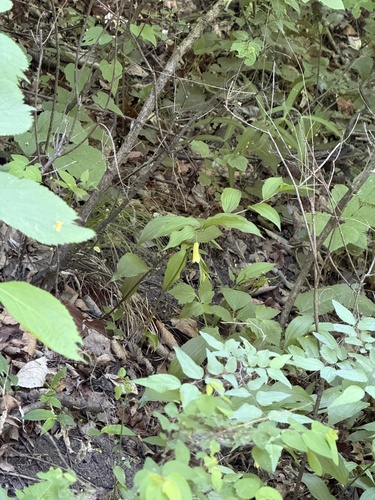 Disporum uniflorum, photograph 3