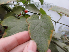 Solanum lyratum