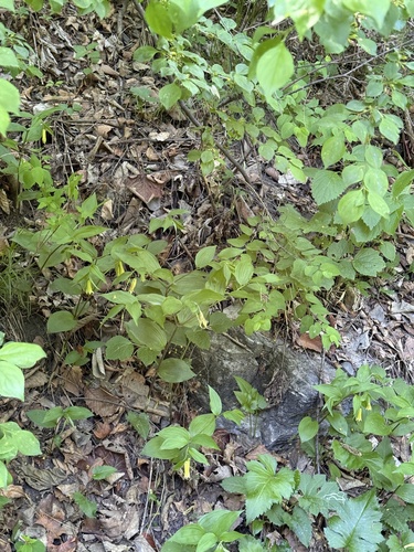 Disporum uniflorum, photograph 6