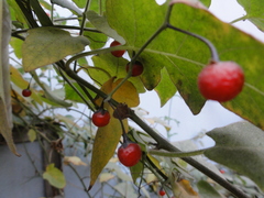 Solanum lyratum