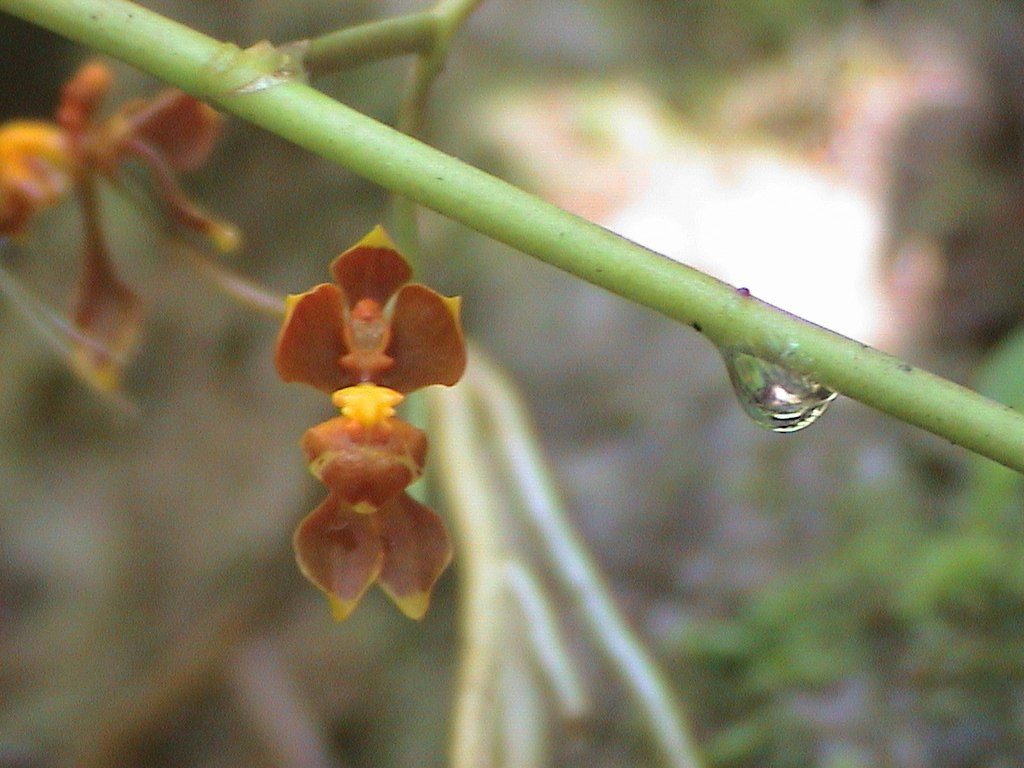 Cyrtochilum flexuosum; photograph (c) Frank Dietze, some rights reserved (CC BY)