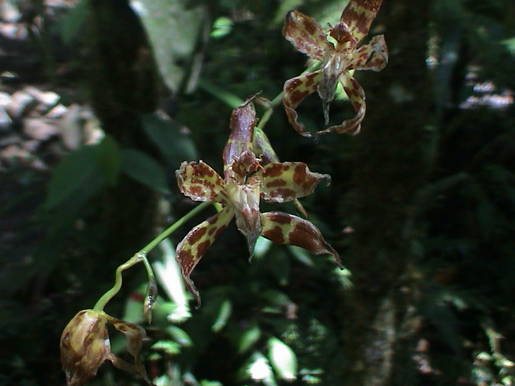 Oncidium hallii; photograph (c) Frank Dietze, some rights reserved (CC BY)