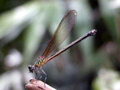 Euphaea ochracea