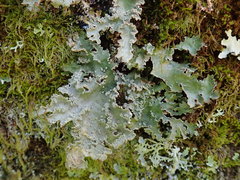 Pseudocyphellaria granulata