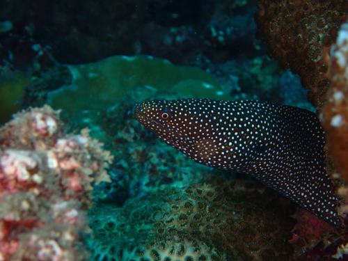 Gymnothorax meleagris