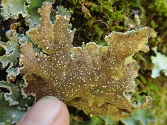 Pseudocyphellaria granulata