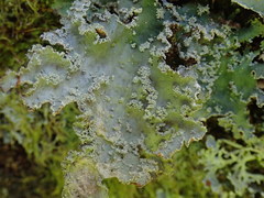 Pseudocyphellaria granulata