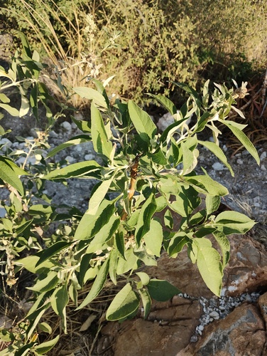 Buddleja sessiliflora, photograph 5