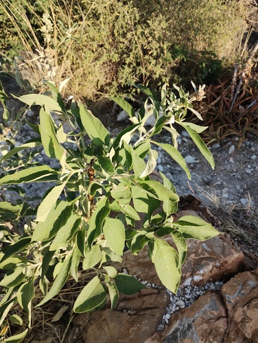 Buddleja sessiliflora, photograph 6