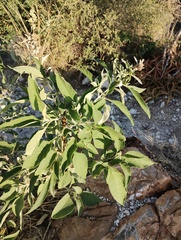 Buddleja sessiliflora, photograph (c) Carlos Domínguez-Rodríguez, some rights reserved (CC BY)