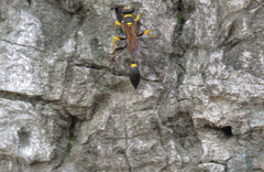 Sceliphron asiaticum