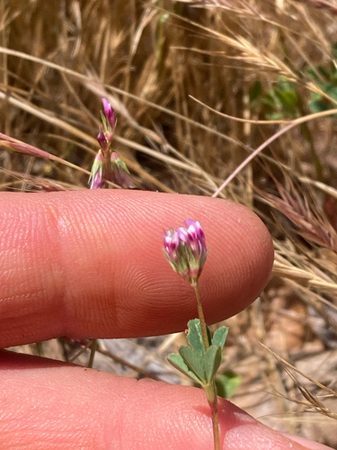 Trifolium gracilentum observed 2026-05-07