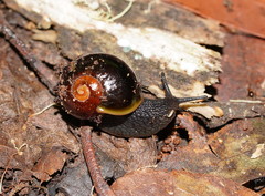 Victaphanta compacta