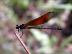 Euphaea ochracea