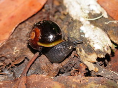 Victaphanta compacta