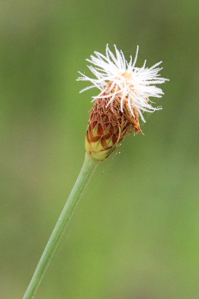 Fimbristylis recta