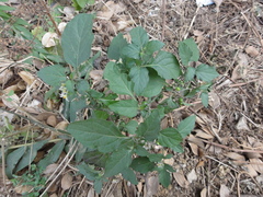 Solanum americanum