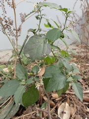 Solanum americanum
