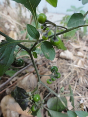 Solanum americanum