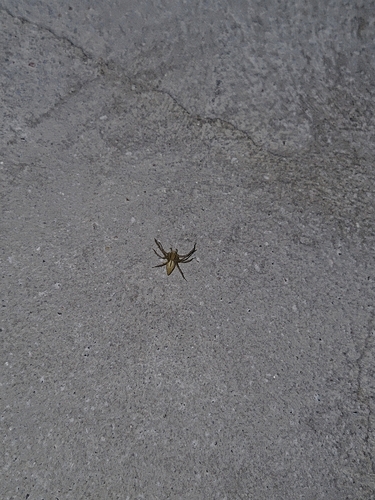 Striped Lynx Spider