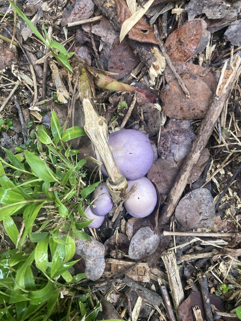 Collybia nuda · May 2026 · photo: © julianazuluaga-carrero (iNaturalist, cc-by-nc)
