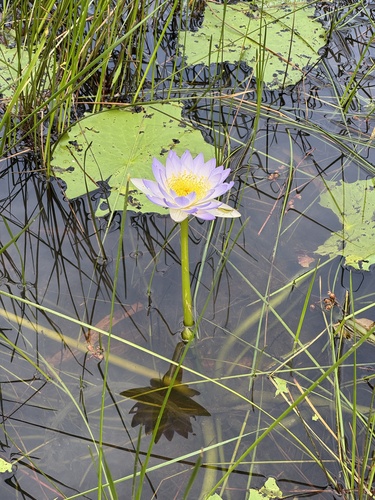 Blue Waterlily