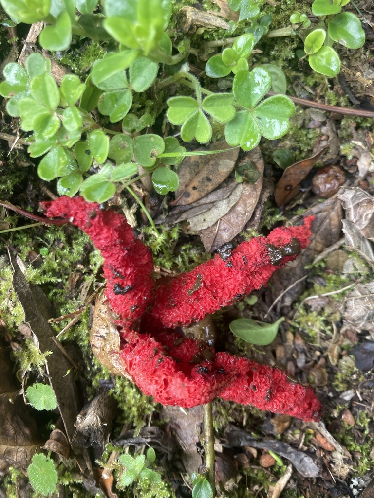 Clathrus archeri · May 2026 · photo: © julianazuluaga-carrero (iNaturalist, cc-by-nc)
