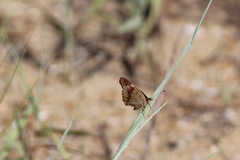 Junonia coenia coenia
