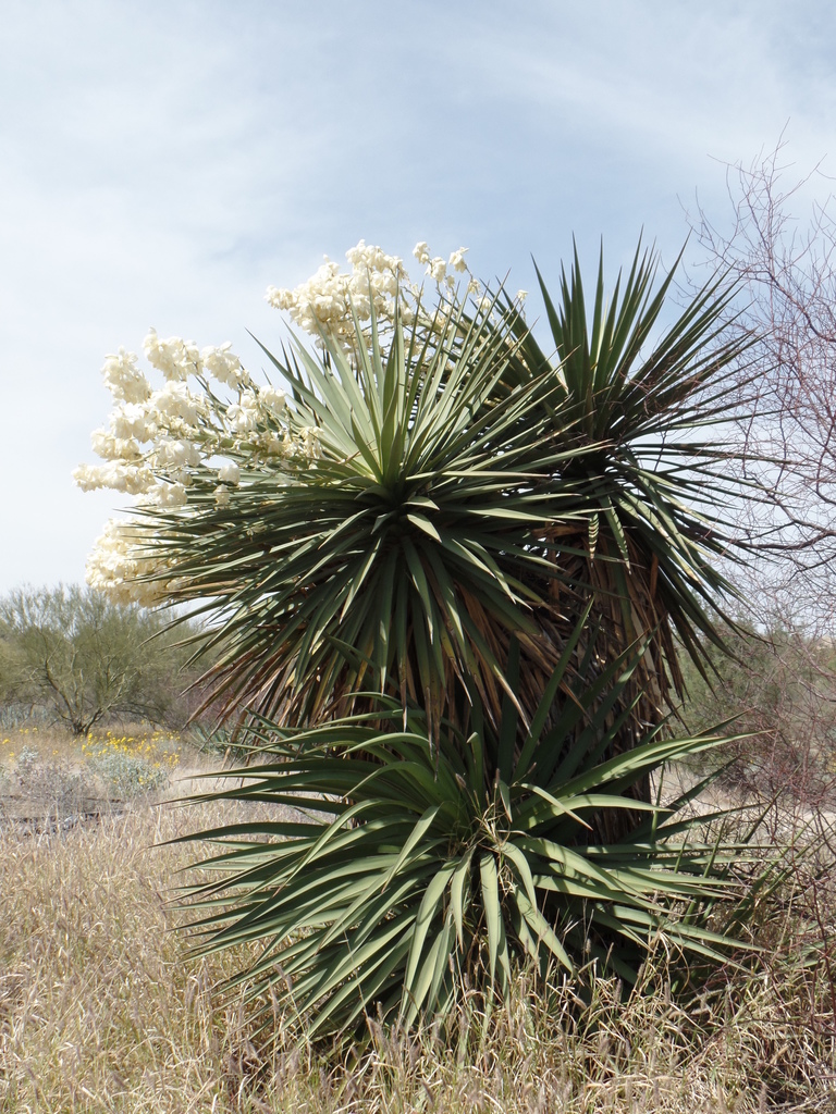 large-flowered yucca