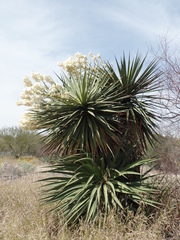 Yucca grandiflora