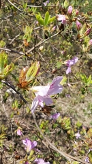 Rhododendron macrosepalum