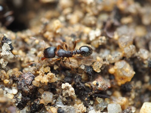 Pavement ant