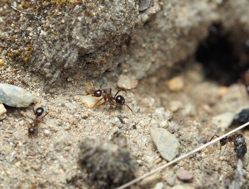 Pale Field Ant photo 6