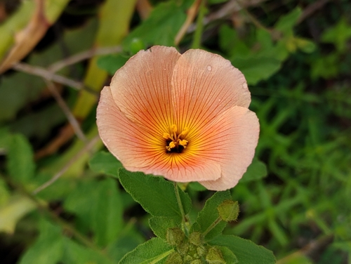 Piriqueta guianensis