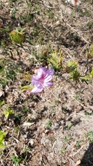 Rhododendron macrosepalum