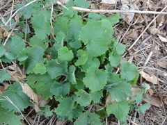 Orychophragmus violaceus