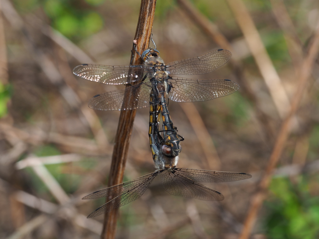 Beaverpond Baskettail