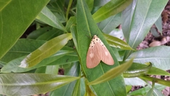 Asota iodamia