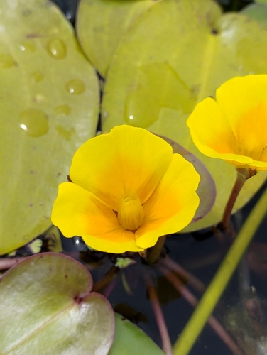 Hydrocleys martii