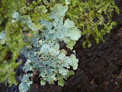 Notoparmelia cunninghamii