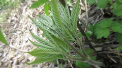 Aralia continentalis