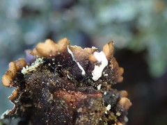 Notoparmelia cunninghamii