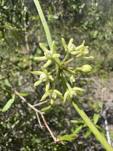 Cynanchum viminale brunonianum