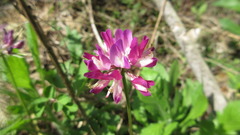 Astragalus sinicus