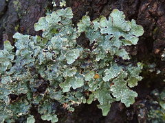 Notoparmelia cunninghamii