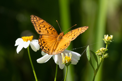 Mexican Fritillary