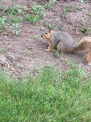 Sciurus niger
