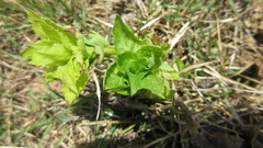 Platycodon grandiflorus