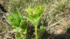 Platycodon grandiflorus