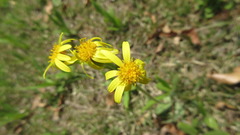 Tephroseris kirilowii